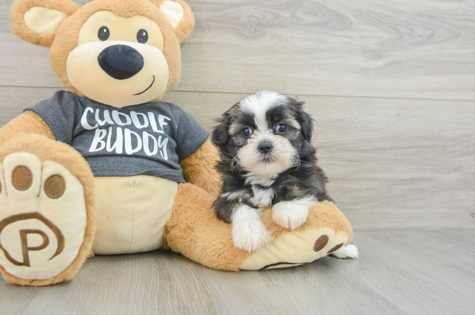 6 week old Havashu Puppy For Sale - Pilesgrove Pups