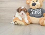 5 week old Havashu Puppy For Sale - Pilesgrove Pups