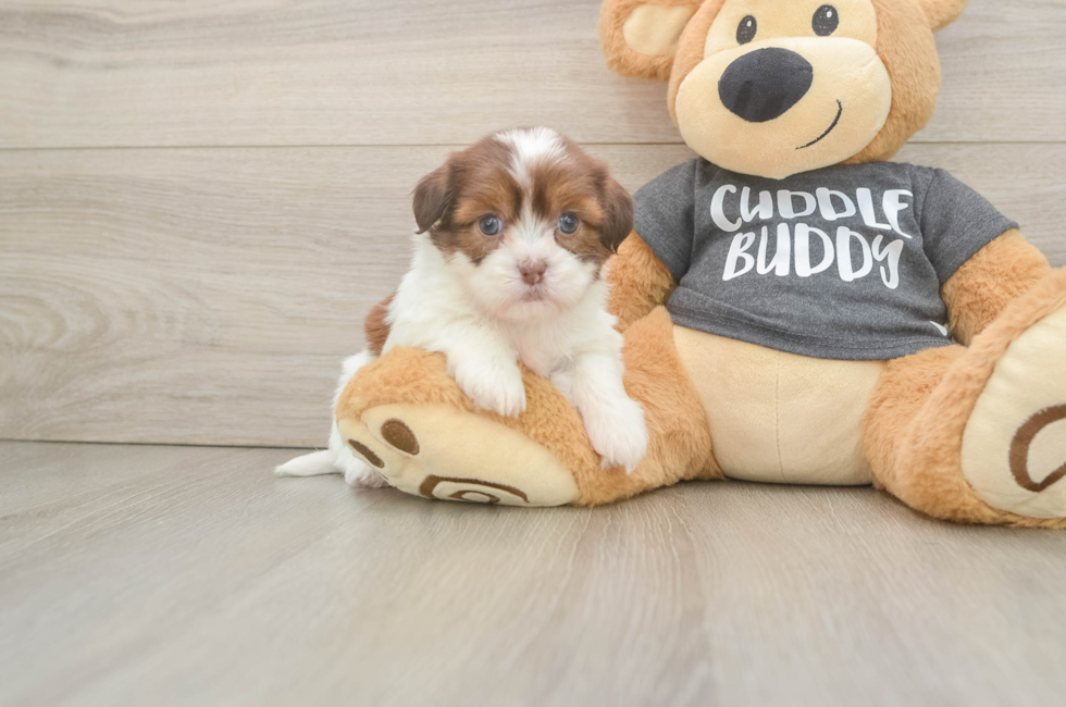 5 week old Havashu Puppy For Sale - Pilesgrove Pups