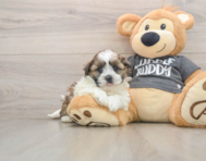 5 week old Havashu Puppy For Sale - Pilesgrove Pups