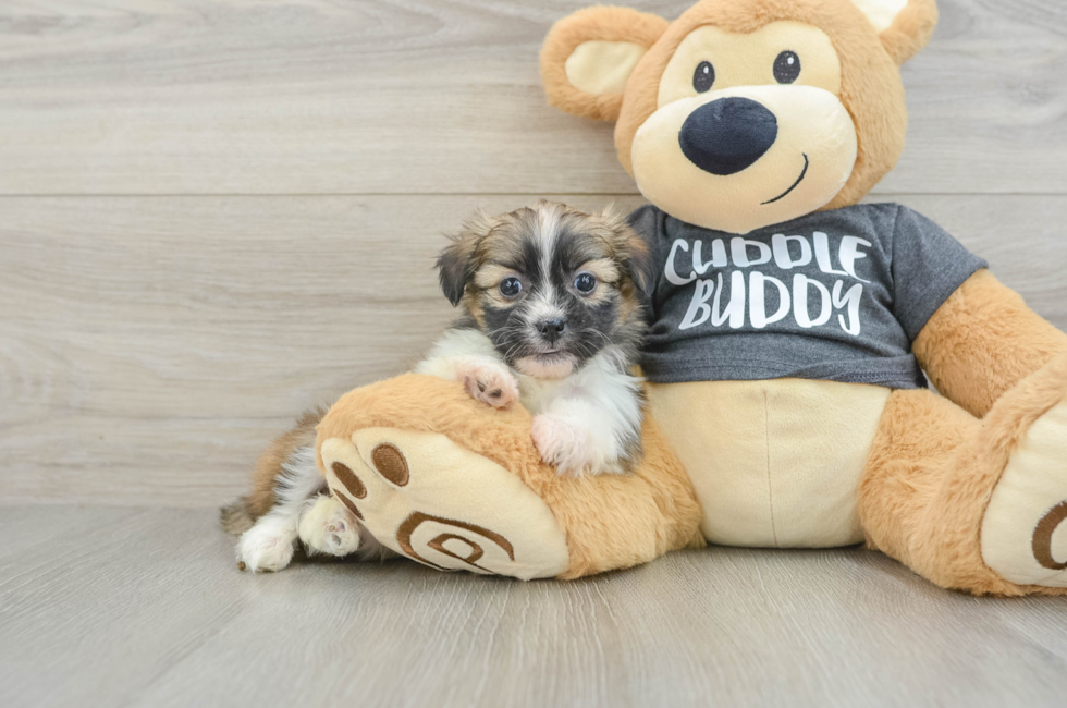 6 week old Havashu Puppy For Sale - Pilesgrove Pups