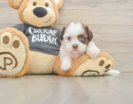 5 week old Havashu Puppy For Sale - Pilesgrove Pups