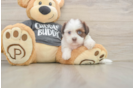 Energetic Havanese Shih Tzu Mix Designer Puppy