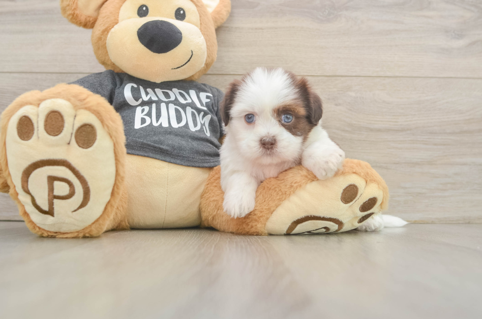 5 week old Havashu Puppy For Sale - Pilesgrove Pups