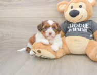 6 week old Havashu Puppy For Sale - Pilesgrove Pups