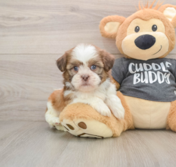 5 week old Havashu Puppy For Sale - Pilesgrove Pups
