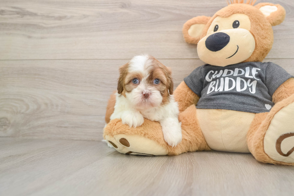Havashu Puppy for Adoption