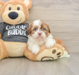6 week old Havashu Puppy For Sale - Pilesgrove Pups