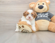 6 week old Havashu Puppy For Sale - Pilesgrove Pups