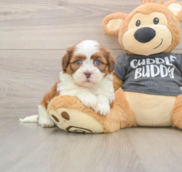 5 week old Havashu Puppy For Sale - Pilesgrove Pups