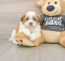 6 week old Havashu Puppy For Sale - Pilesgrove Pups