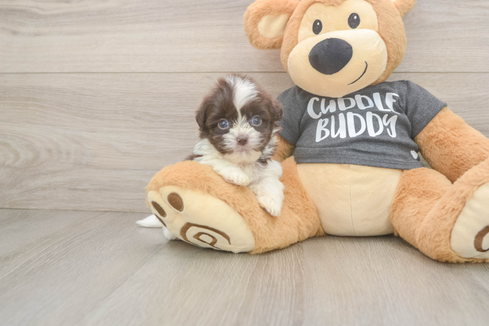 Funny Havashu Designer Pup