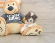 8 week old Havashu Puppy For Sale - Pilesgrove Pups