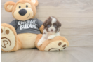 Fluffy Havashu Designer Pup