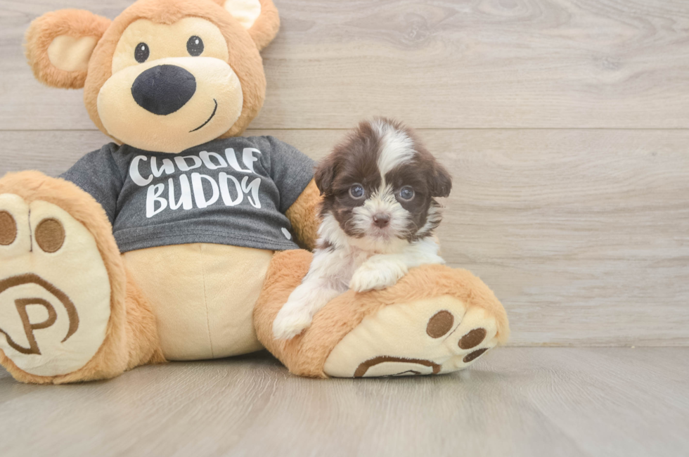 8 week old Havashu Puppy For Sale - Pilesgrove Pups