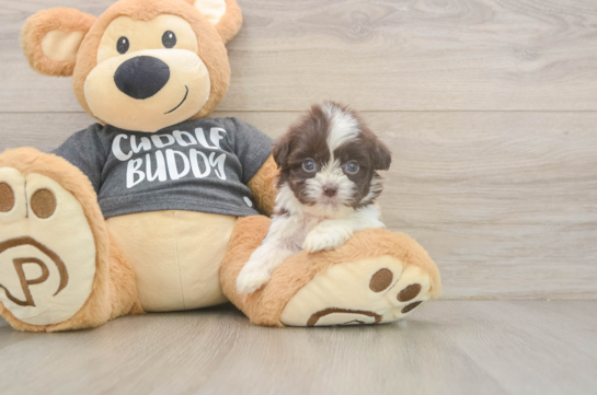 Fluffy Havashu Designer Pup