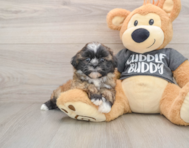 5 week old Havashu Puppy For Sale - Pilesgrove Pups