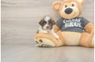 Adorable Havanese Shih Tzu Mix Designer Puppy