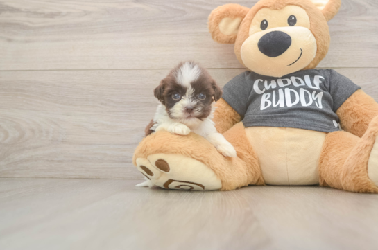 Adorable Havanese Shih Tzu Mix Designer Puppy