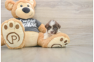 Havashu Puppy for Adoption