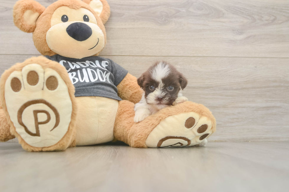 Havashu Puppy for Adoption
