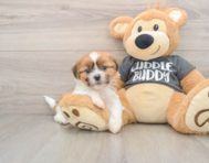 5 week old Havashu Puppy For Sale - Pilesgrove Pups