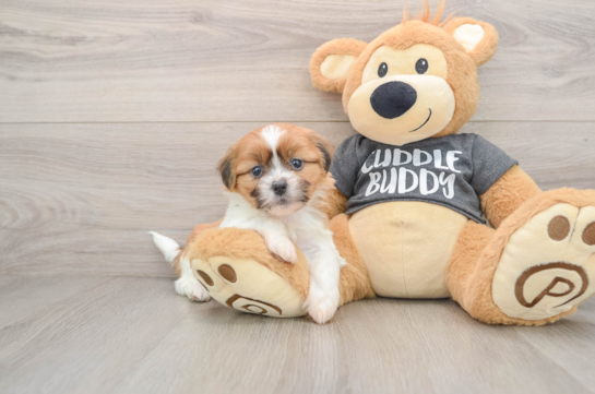 Havashu Pup Being Cute