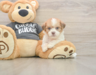 7 week old Havashu Puppy For Sale - Pilesgrove Pups