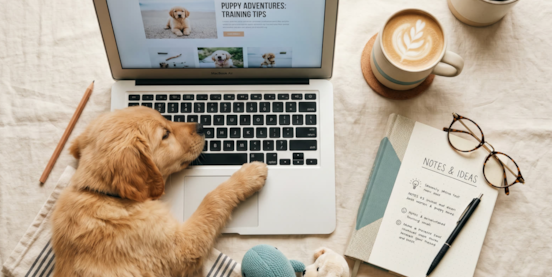 How to Reserve a Puppy Through Pilesgrove Pups 