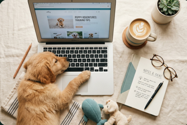 How to Reserve a Puppy Through Pilesgrove Pups 