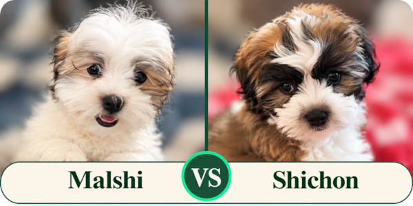 Malshi vs Shichon: Which Teddy Bear Dog Is Right for You?