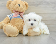 9 week old Maltese Puppy For Sale - Pilesgrove Pups