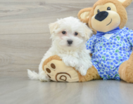 8 week old Maltese Puppy For Sale - Pilesgrove Pups