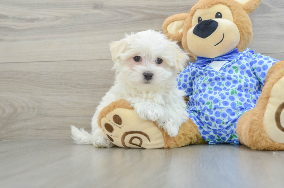 8 week old Maltese Puppy For Sale - Pilesgrove Pups