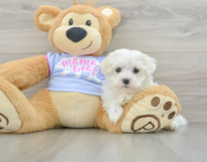 7 week old Maltese Puppy For Sale - Pilesgrove Pups