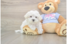 Best Maltese Baby