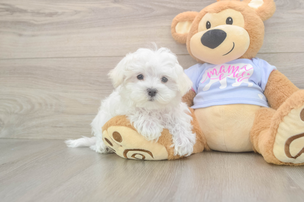 Best Maltese Baby