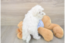 Small Maltese Purebred Pup