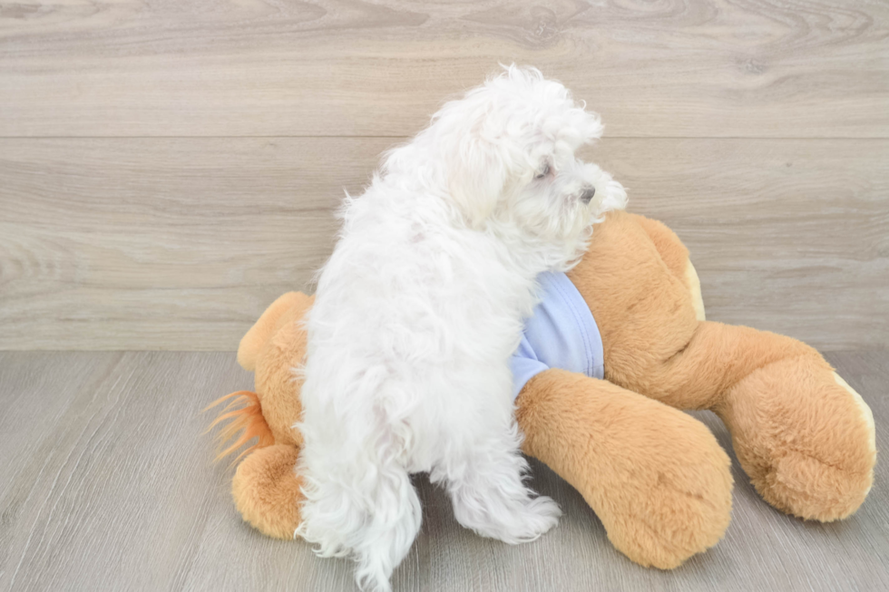 Small Maltese Purebred Pup