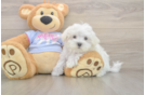 Maltese Pup Being Cute