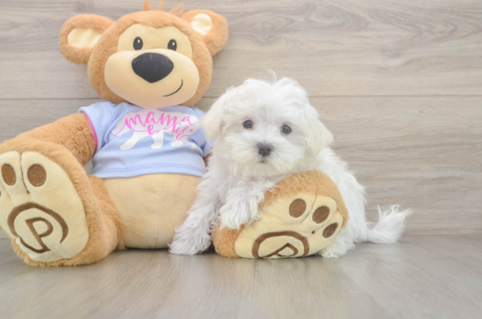 Maltese Pup Being Cute