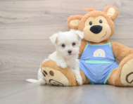 7 week old Maltese Puppy For Sale - Pilesgrove Pups