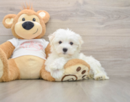 8 week old Maltese Puppy For Sale - Pilesgrove Pups