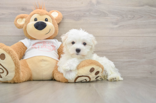Best Maltese Baby