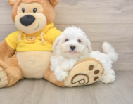 8 week old Maltese Puppy For Sale - Pilesgrove Pups