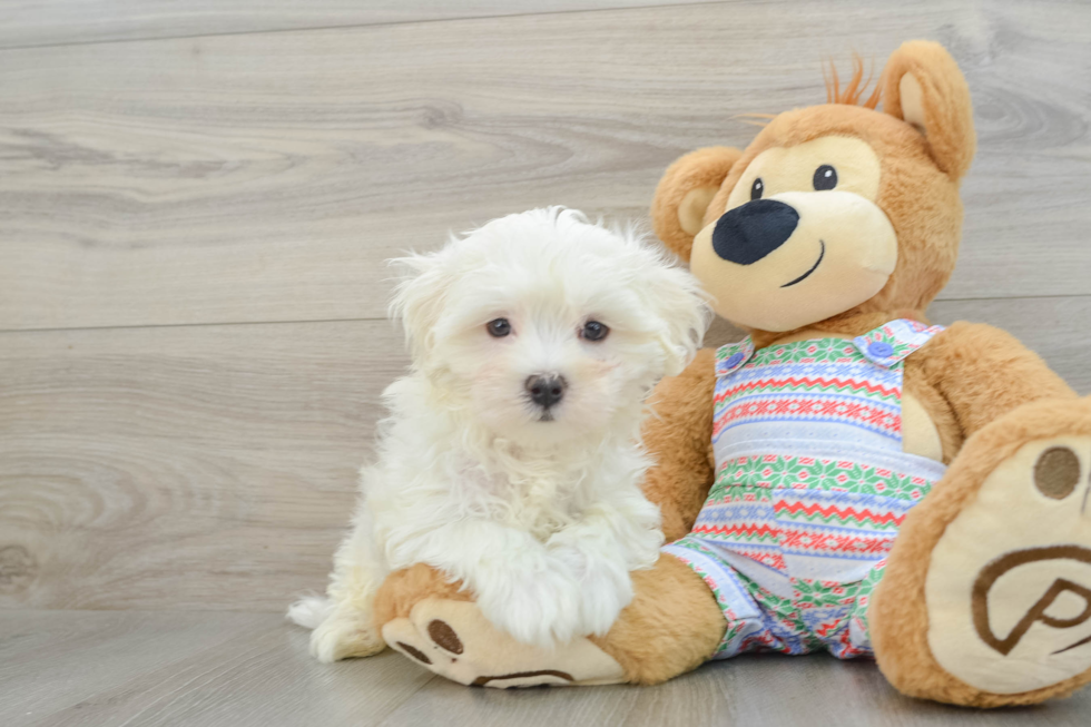 Little Maltese Purebred Pup