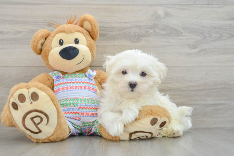 Maltese Pup Being Cute