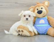 9 week old Maltese Puppy For Sale - Pilesgrove Pups