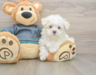8 week old Maltese Puppy For Sale - Pilesgrove Pups