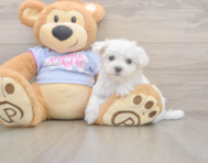7 week old Maltese Puppy For Sale - Pilesgrove Pups